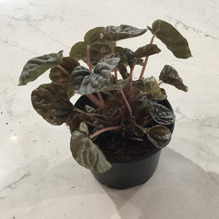 Peperomia ‘Ripple’ - 4” plant