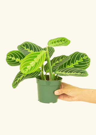 Prayer Plant ‘Lemon Lime’ - 4” plant