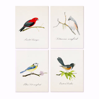 Songbirds -- Note Set - Bird themed cards, boxed