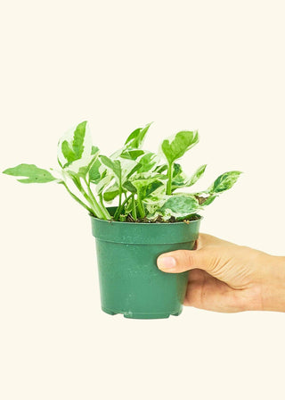 Pothos 'Pearls and Jade' - 4” plant