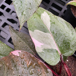 Pink Princess Philodendron - 4” Plant