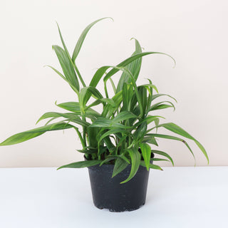 Silver Streak Pothos - 6" Live Plant