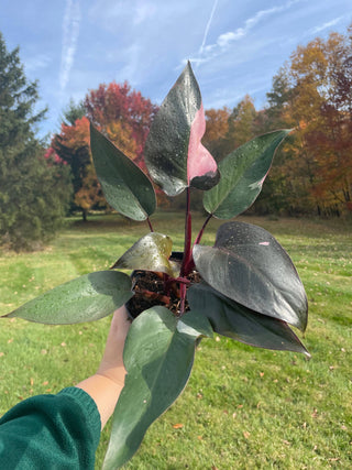 Pink Princess Philodendron - 4” Plant