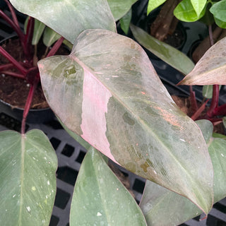 Pink Princess Philodendron - 4” Plant