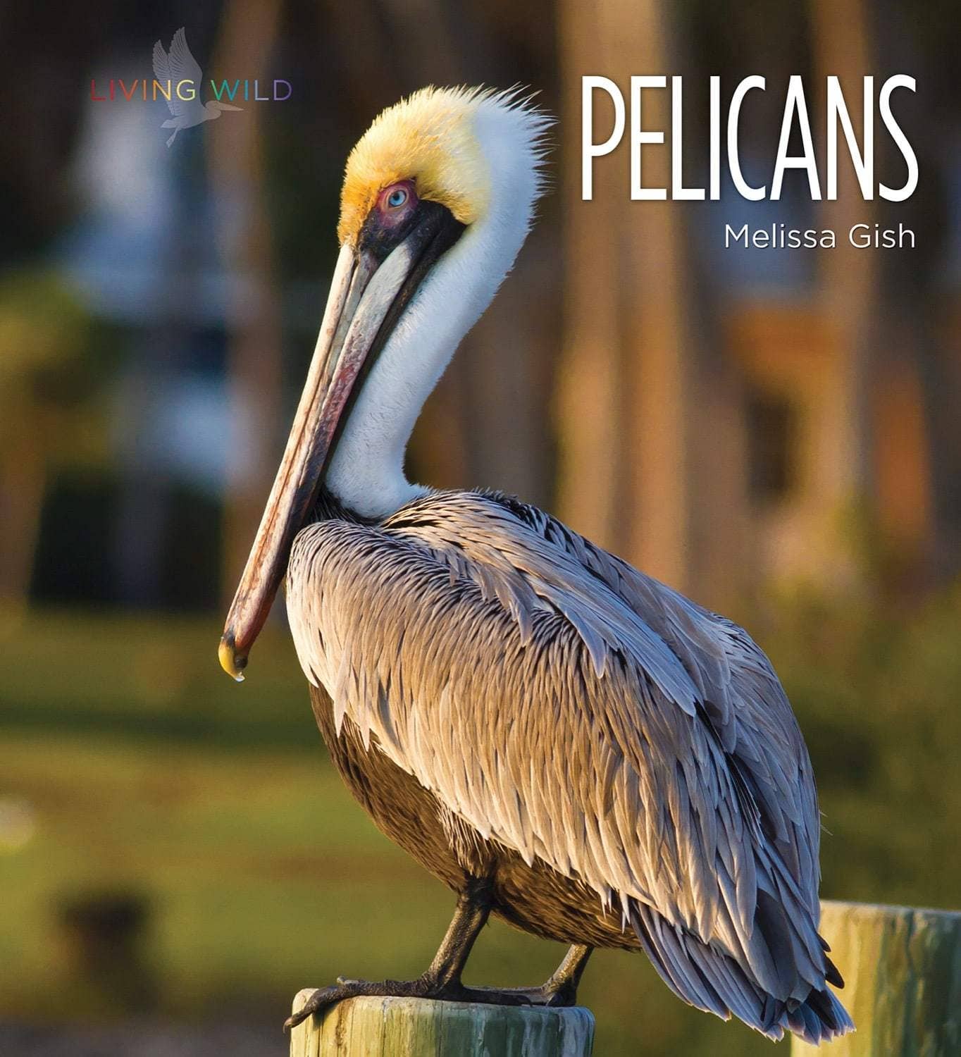 Living Wild: Pelicans