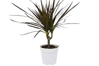 Dracaena 'Marginata Magenta' - 4" plant