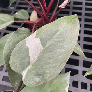 Pink Princess Philodendron - 4” Plant