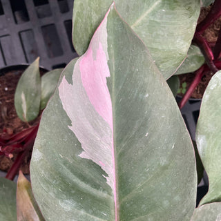 Pink Princess Philodendron - 4” Plant