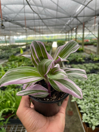 Tradescantia 'Nanouk' - 4” plant