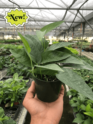 Pothos Cebu Blue - 4” plant