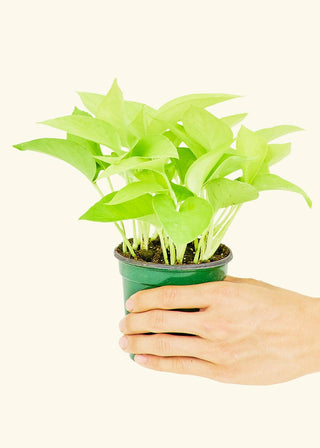 Neon Pothos - 6” plant