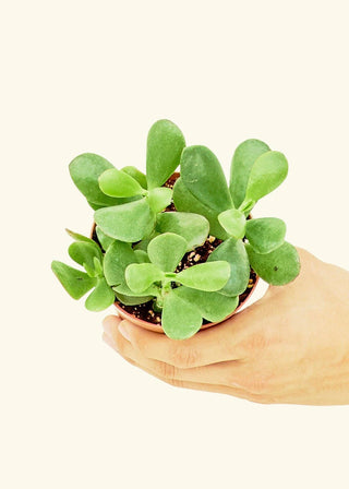 Jade - 3” Succulent Plant