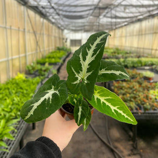 Syngonium Black Velvet - 4" Live Plant