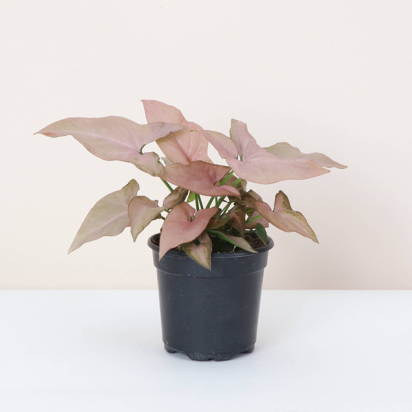 Pink Perfection Syngonium - 4