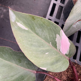 Pink Princess Philodendron - 4” Plant