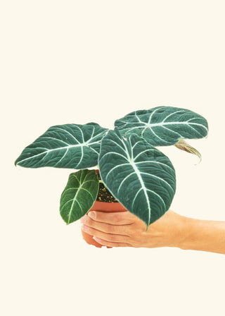 Alocasia 'Black Velvet' - 4” plant