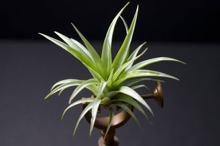 Tillandsia -  Air Plants